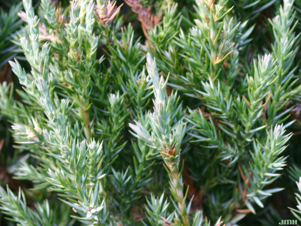 Chinese Juniper Pyramidalis (Juniperus chinensis)