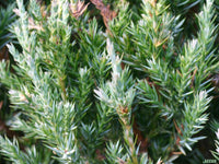 Chinese Juniper Pyramidalis (Juniperus chinensis) - Ladybird Nursery