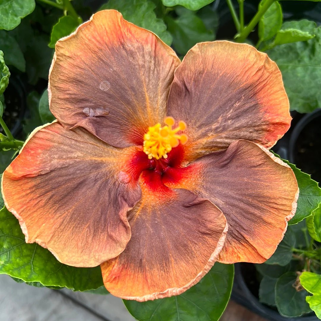 Hibiscus (Hibiscus Voodoo) - Ladybird Nursery