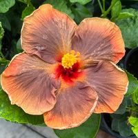 Hibiscus (Hibiscus Voodoo)