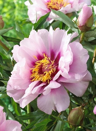 Itoh Peony Luxuriant (Paeonia)