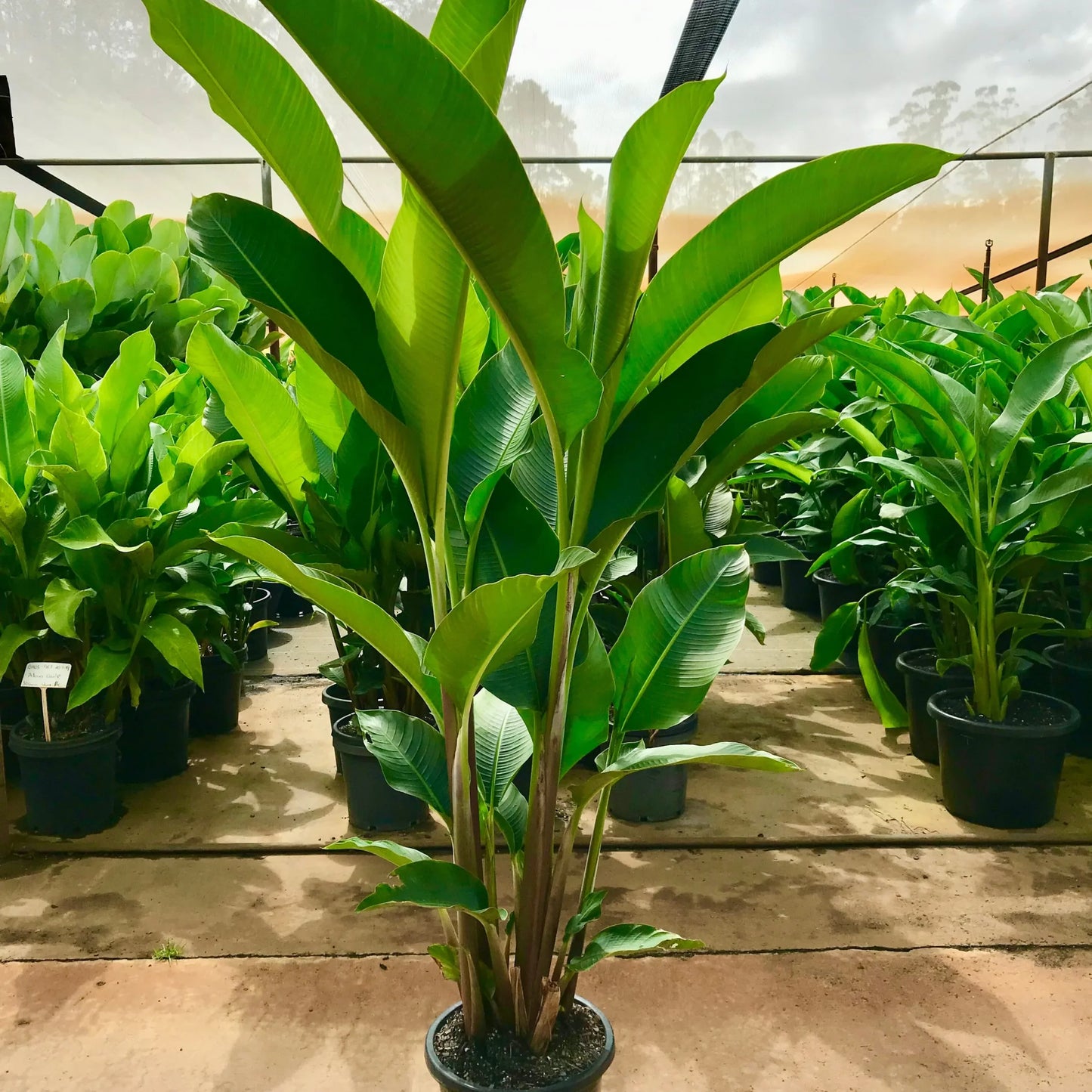 Heliconia bihai x caribaea 'Kawauchi'