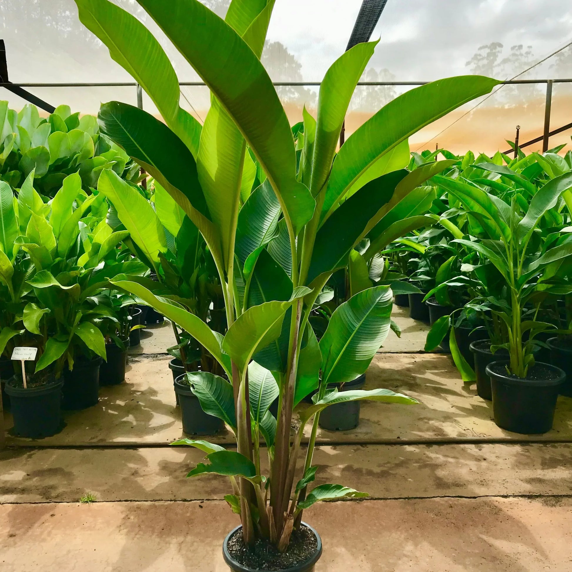 Heliconia bihai x caribaea 'Kawauchi'