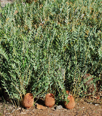 Creeping Banksia (Banksia repens)