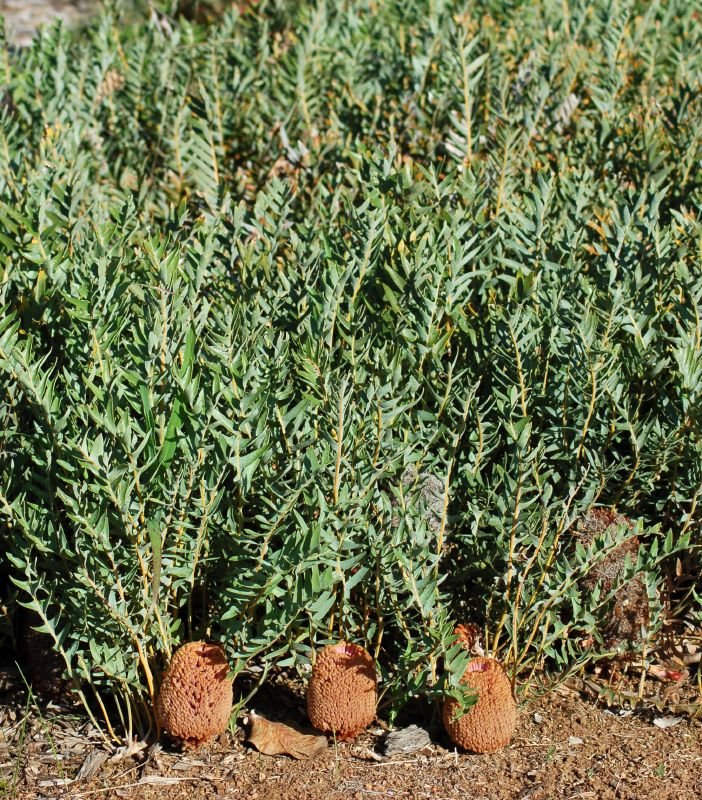 Creeping Banksia (Banksia repens) - Ladybird Nursery