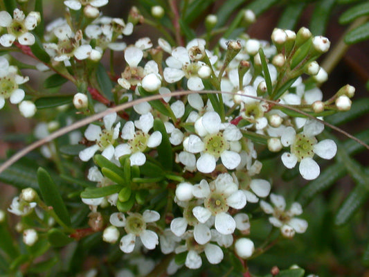 Clarence River Babingtonia (Babingtonia sp.)