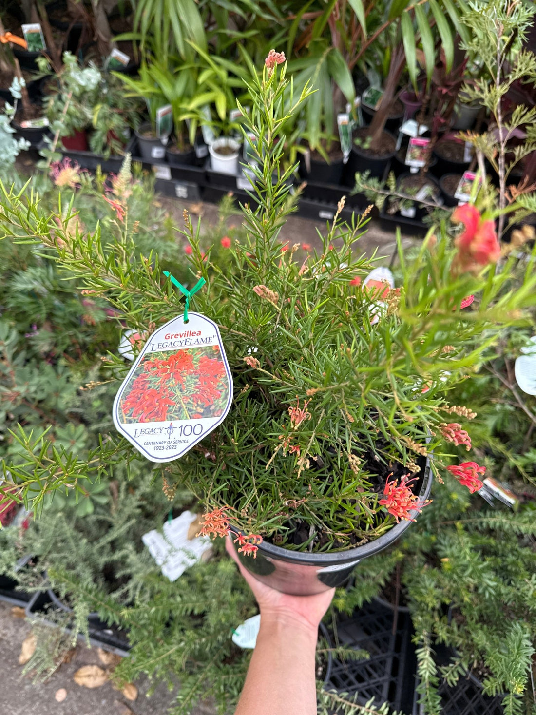 Grevillea Legacy Flame 200mm Pot - Ladybird Nursery