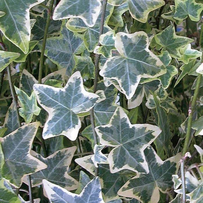 English Ivy Variegata (Hedera helix) - Ladybird Nursery