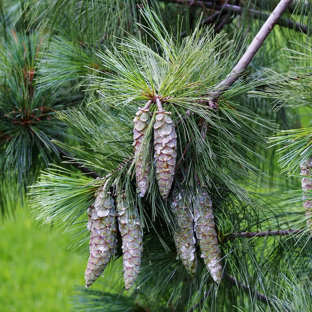Himalayan Pine (Pinus wallichiana)