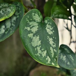 Epipremnum Silver (Epipremnum aureum) - Ladybird Nursery