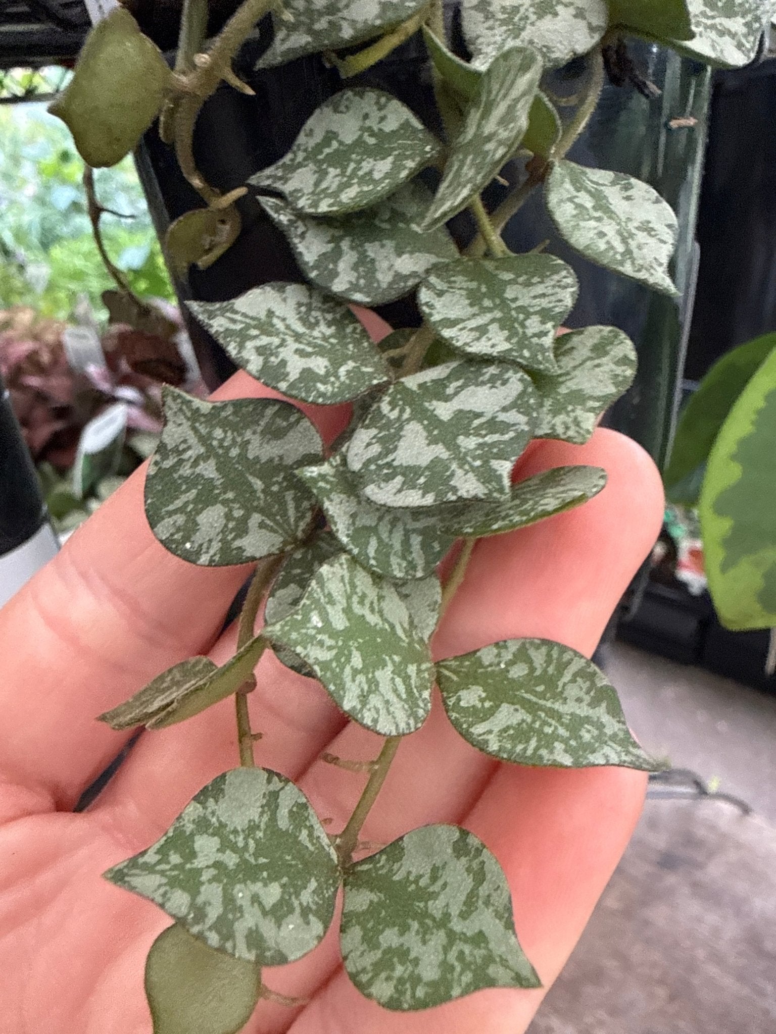 Hoya curtisii 'Thailand' - Ladybird Nursery