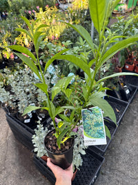 Night Scented Jasmine - Ladybird Nursery