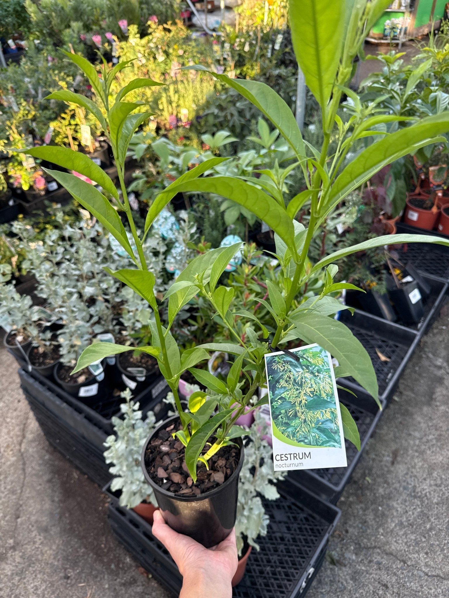 Night Scented Jasmine - Ladybird Nursery