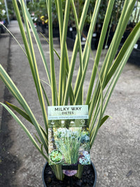 African Iris 'Milky Way' (Dietes bicolor) - Ladybird Nursery