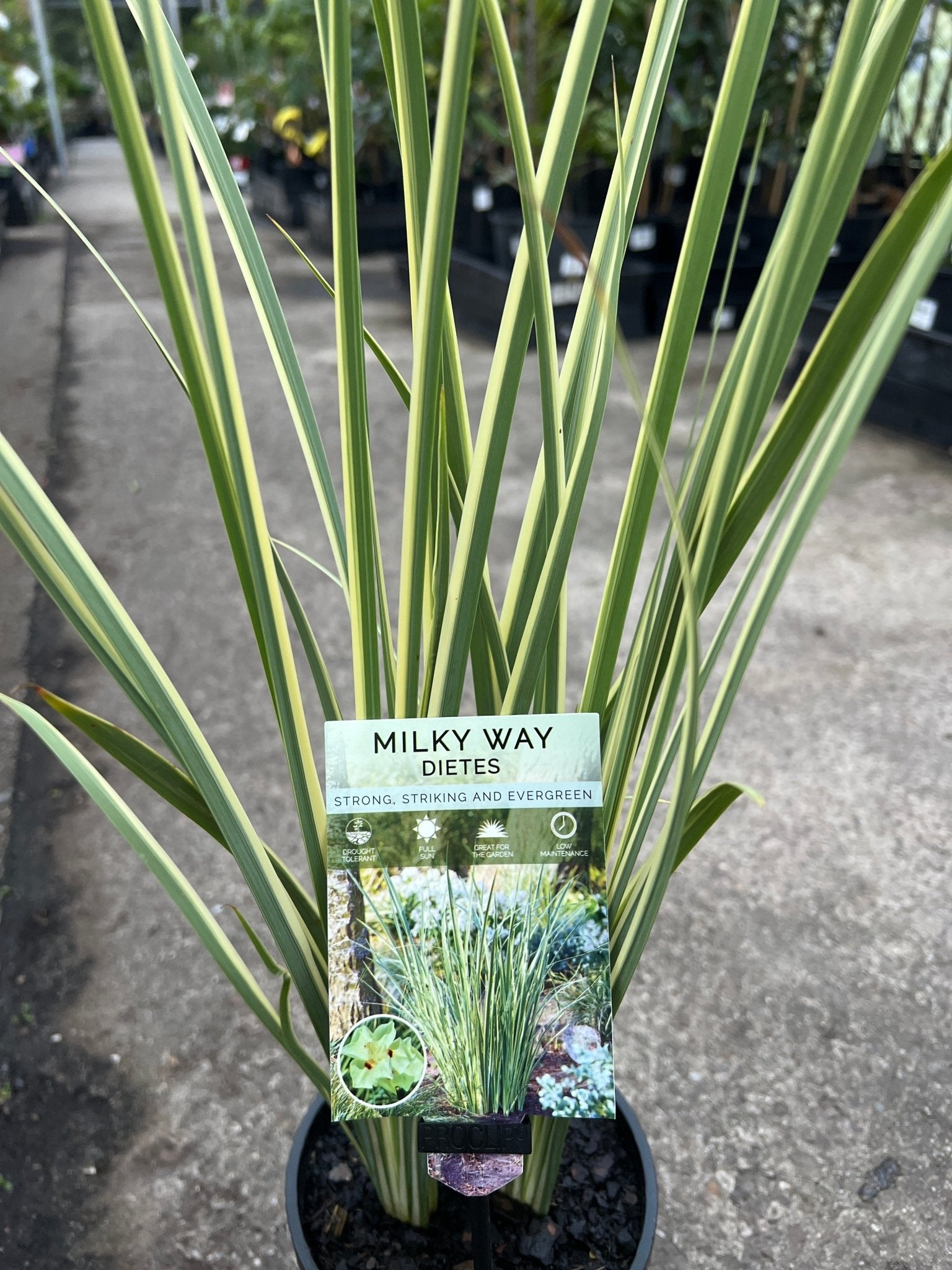 African Iris 'Milky Way' (Dietes bicolor) - Ladybird Nursery