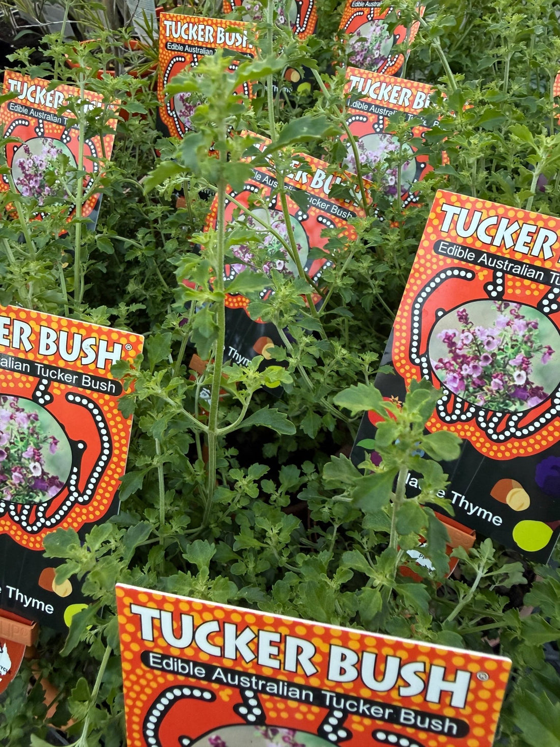 Native Thyme 'Cut Leaf Mint Bush' (Prostanthera incisa) - Ladybird Nursery