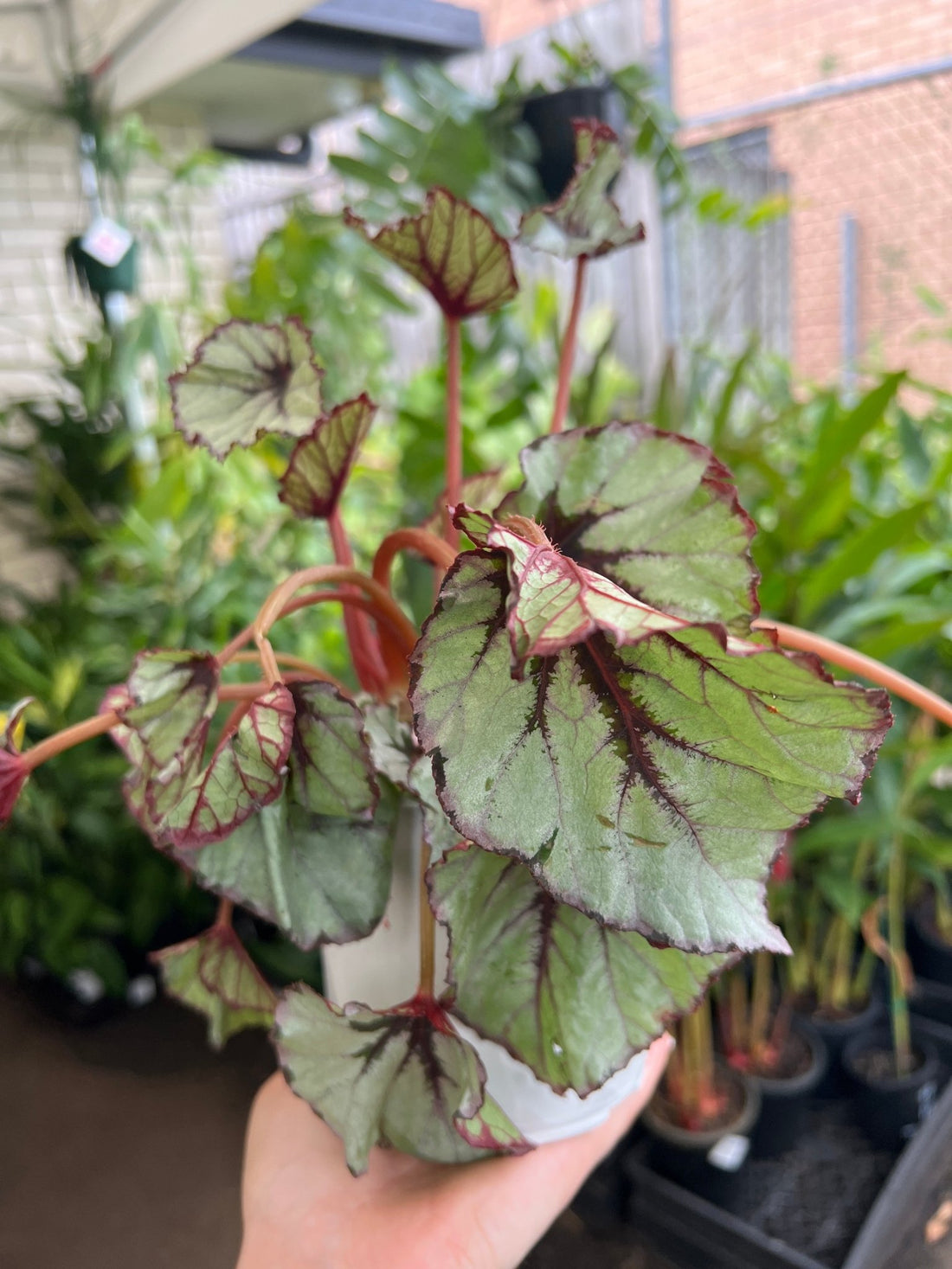 Begonia 'Nordic Glacier' - Ladybird Nursery
