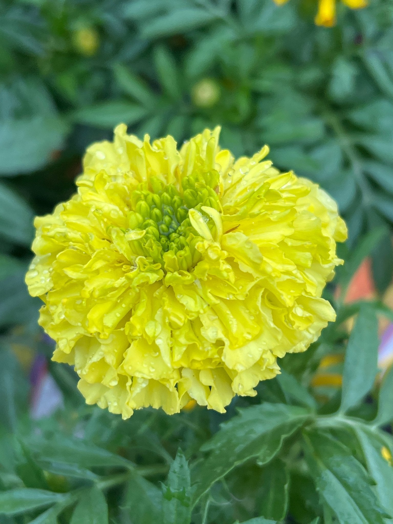 Marigold 'Pom Pom' (PICK UP ONLY) - Ladybird Nursery