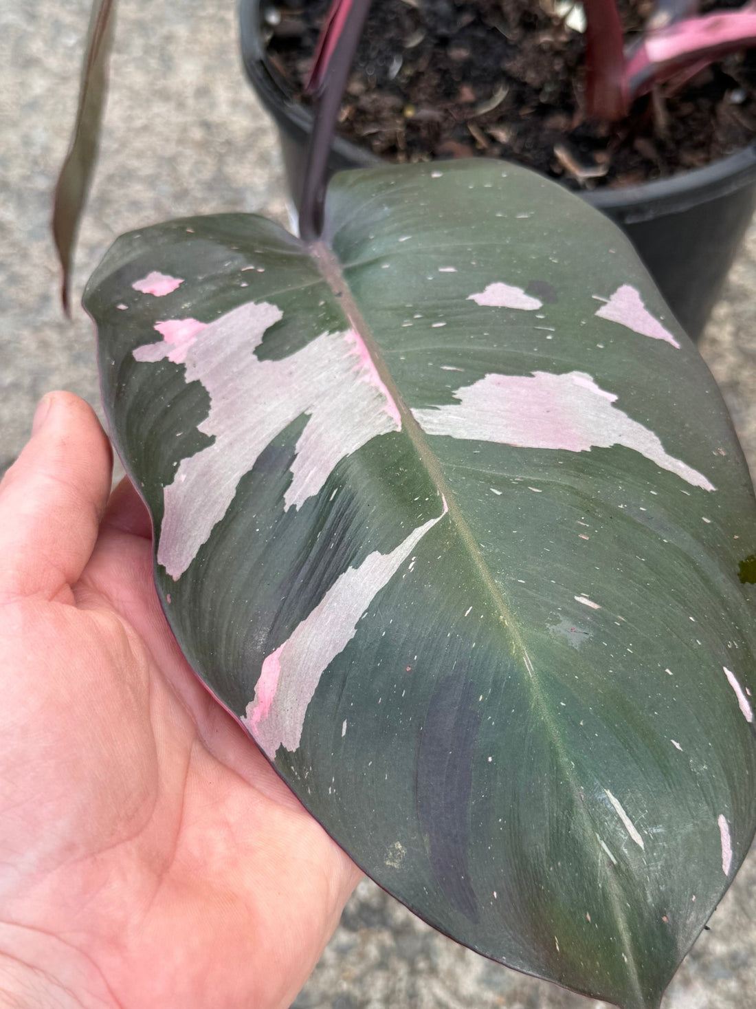 Philodendron 'Pink Princess' - Large - Ladybird Nursery
