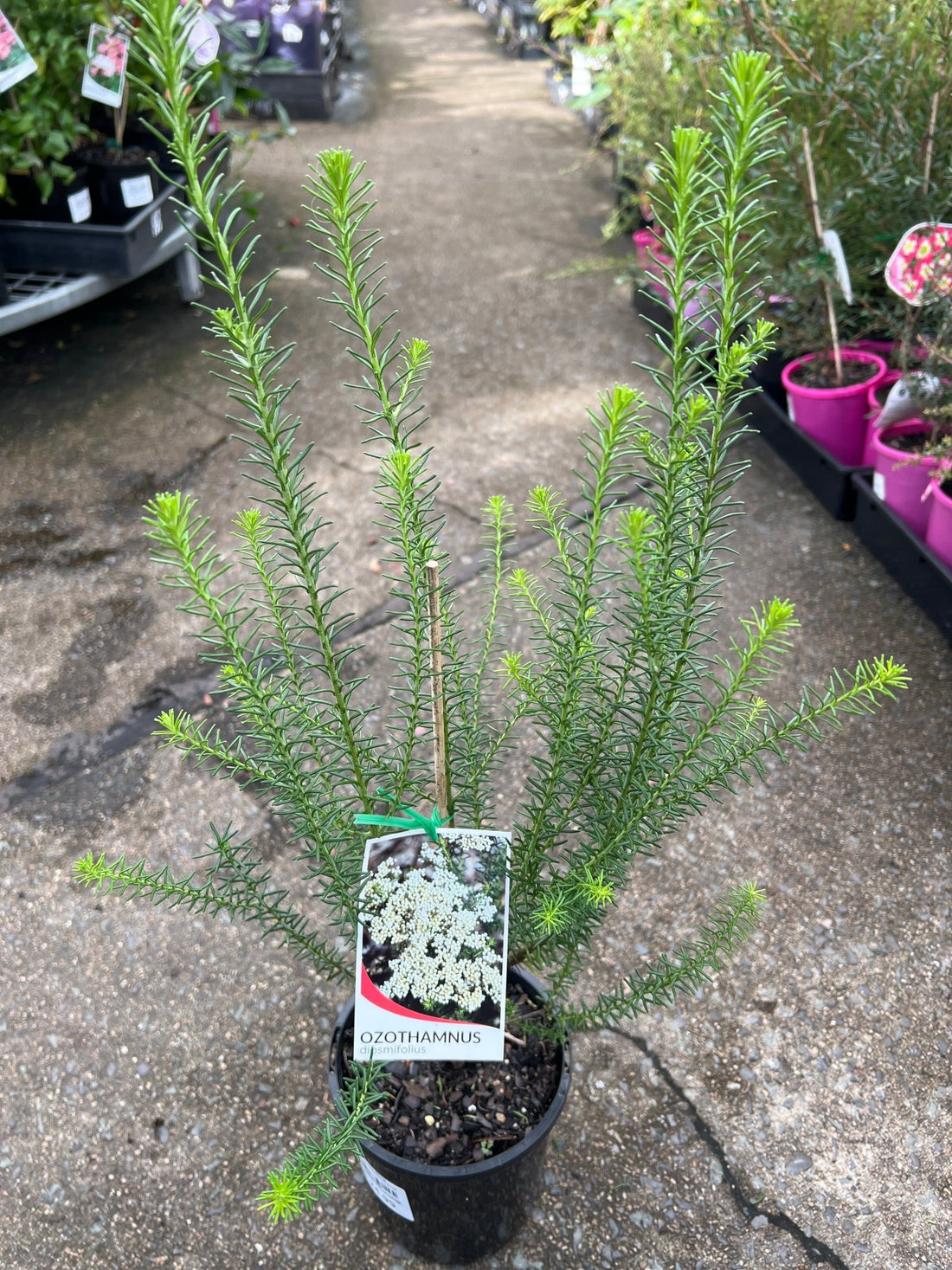 Rice Flower White (Ozothamnus diosmifolius) - Ladybird Nursery