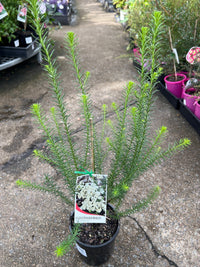Rice Flower White (Ozothamnus diosmifolius) - Ladybird Nursery