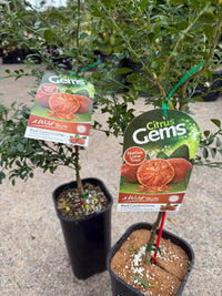 Red Centre Lime Grafted (QLD Only)