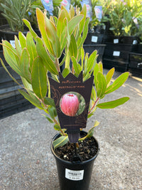 Protea 'Australis Pink' - Ladybird Nursery