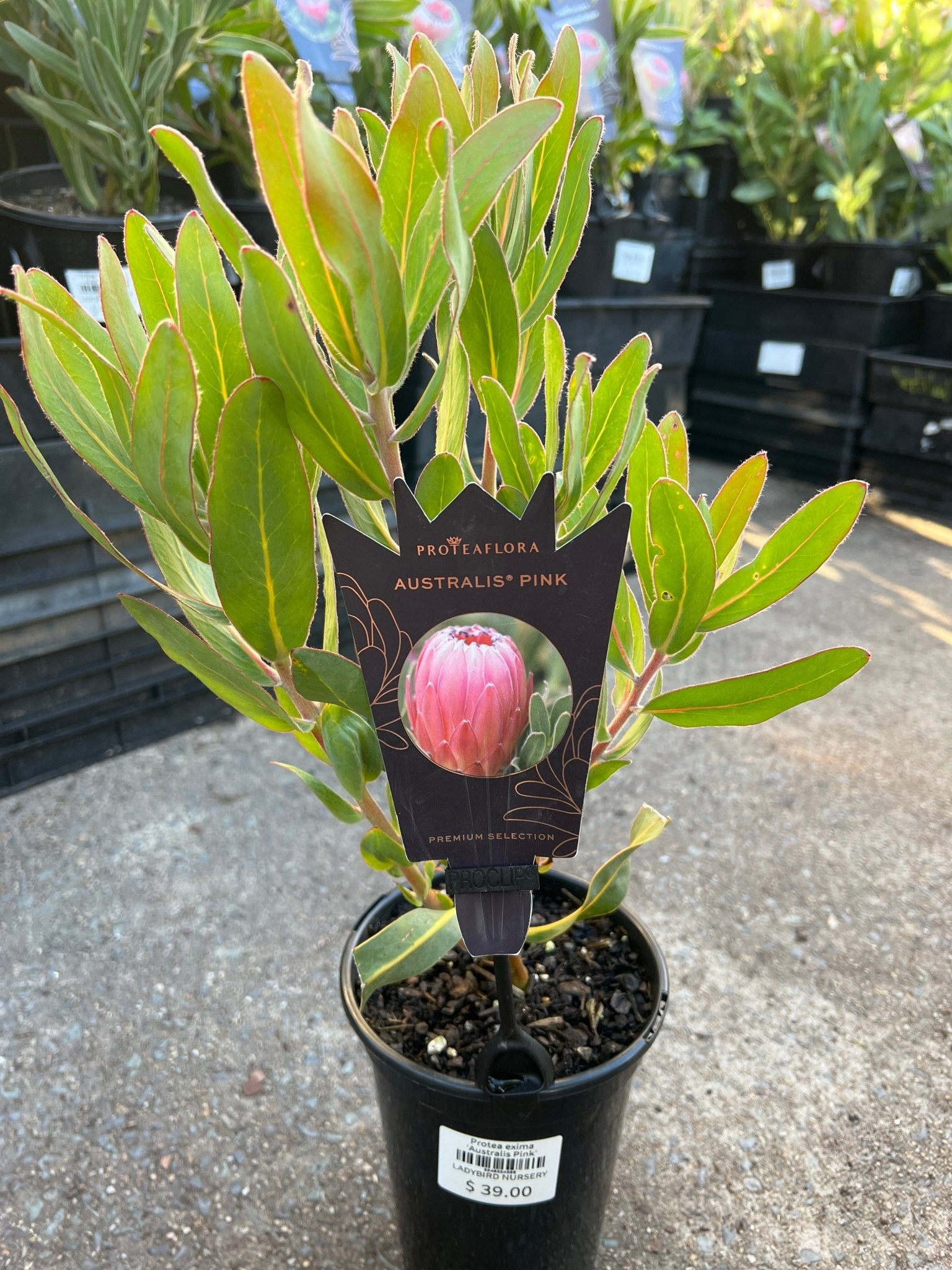 Protea 'Australis Pink' - Ladybird Nursery