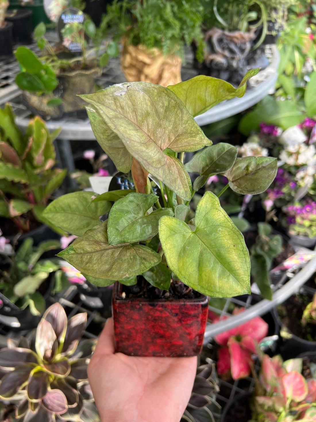 Plant in ceramic pot - Ladybird Nursery