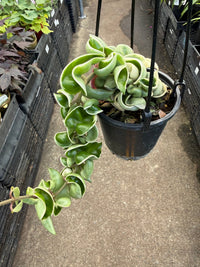 Hoya carnosa 'Compacta' Variegata - Ladybird Nursery