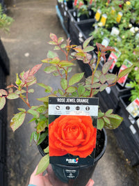 Rose Jewel Miniature Orange (Rosa) - Ladybird Nursery