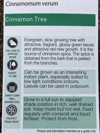 Cinnamon Tree (Cinnamomum verum) - Ladybird Nursery