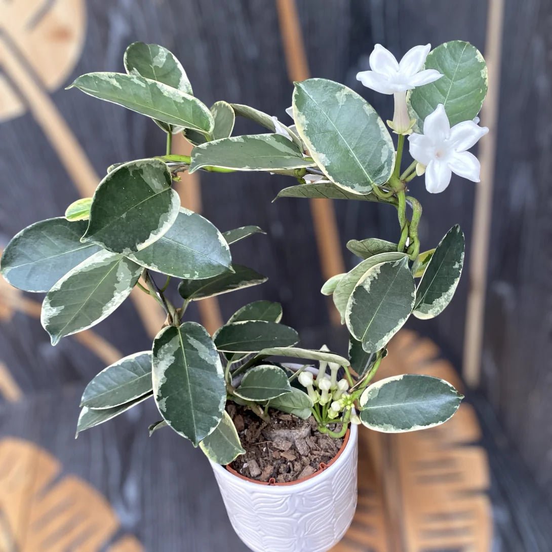 Variegated Madagascar Jasmine variegata (Stephanotis floribunda) - Ladybird Nursery