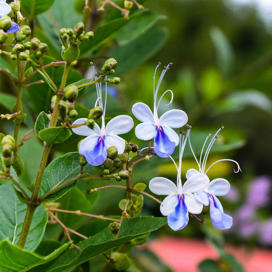 Blue Butterfly Bush (Clerodendrum ugandense)