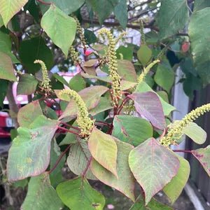 Bleeding Heart Tree (Homalanthus populifolius) - Ladybird Nursery