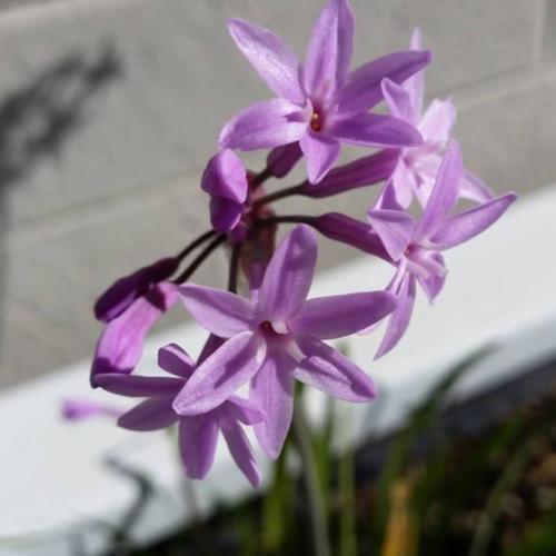 Society Garlic Purple Eye (Tulbaghia) - Ladybird Nursery