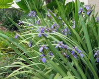 Brazilian Walking Iris Tissue culture (Neomarica gracilis) - Ladybird Nursery
