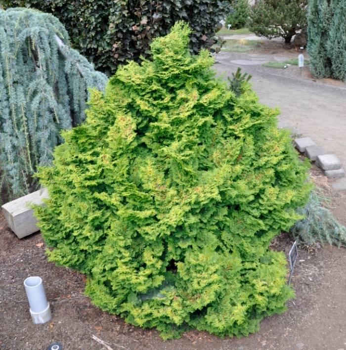 Hinoki Cypress Kosterii (Chamaecyparis obtusa)