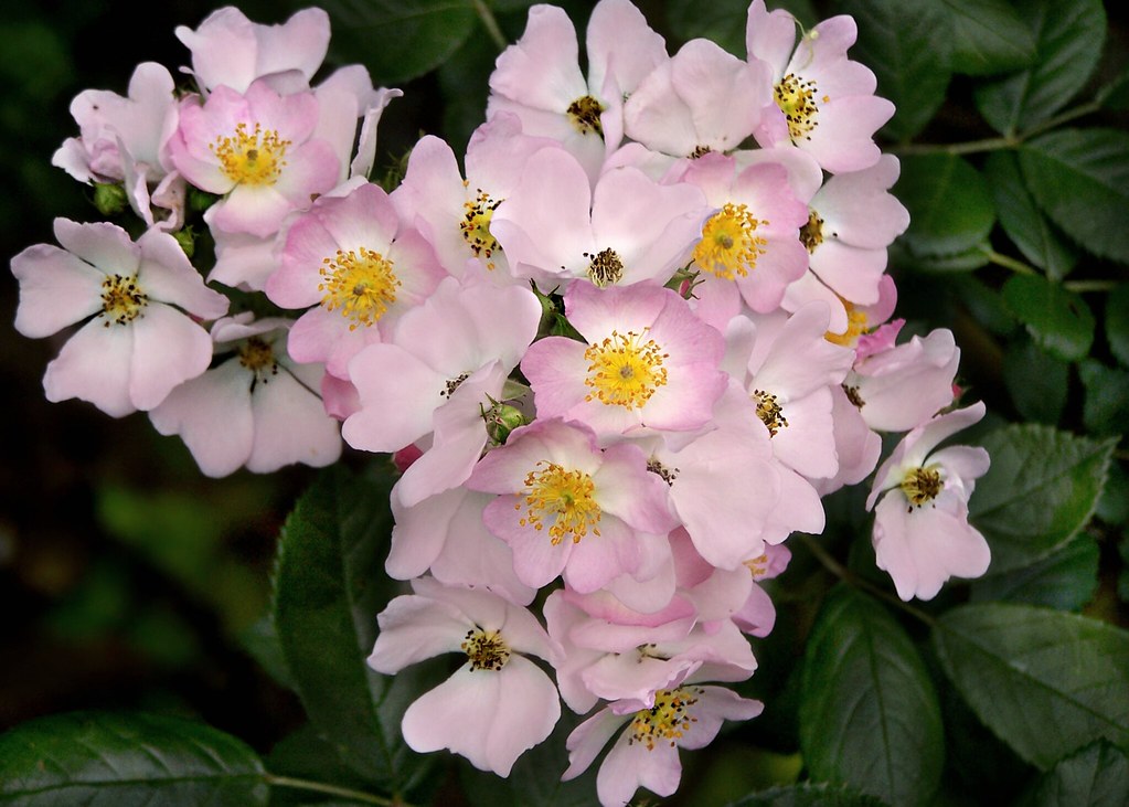Rose Pink (Rosa multiflora)