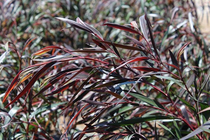 Burgundy Willow Myrtle (Agonis flexuosa) - Ladybird Nursery