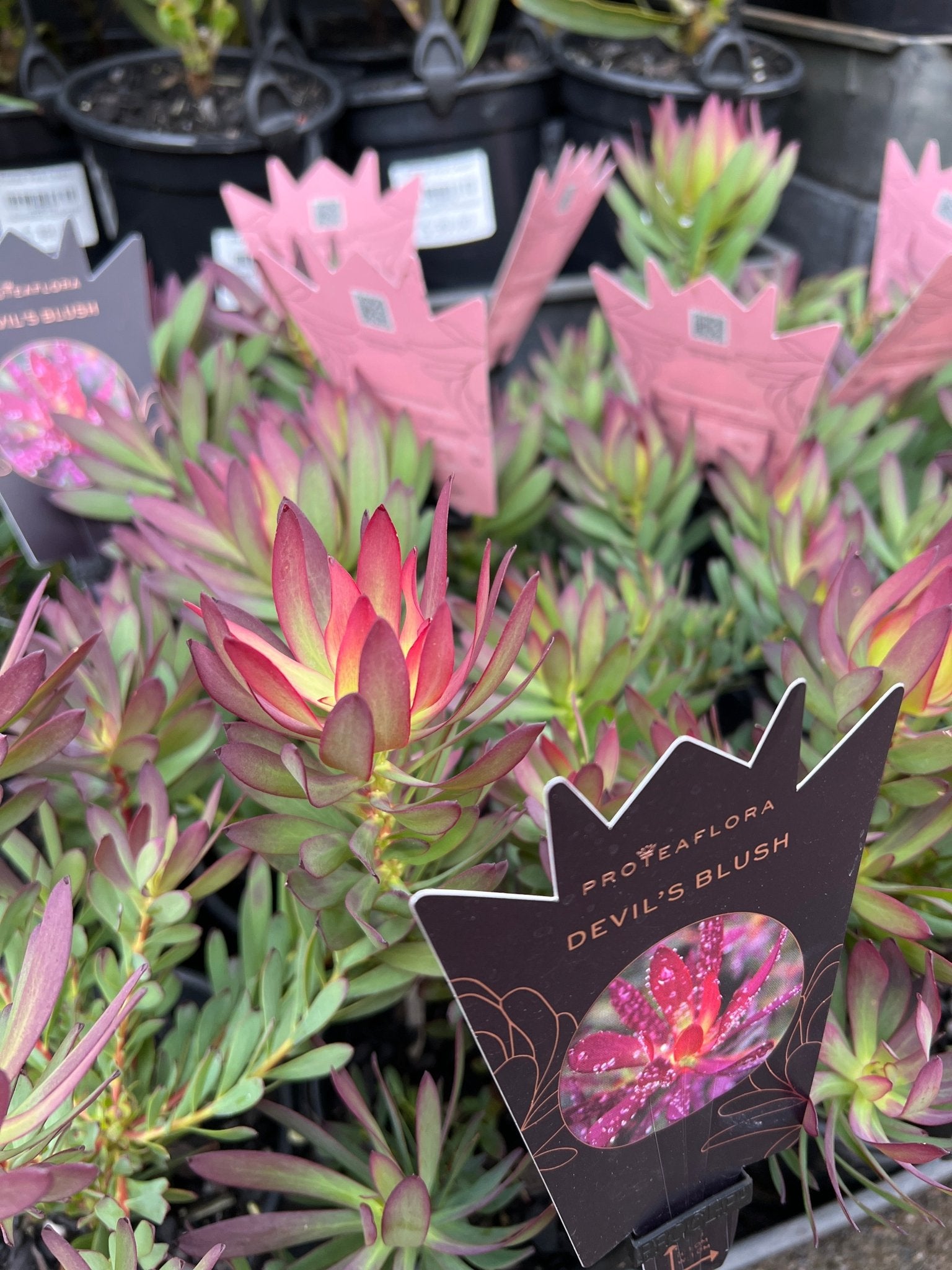 Leucadendron 'Devils Blush' - Ladybird Nursery