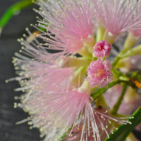 Syzygium Cascade