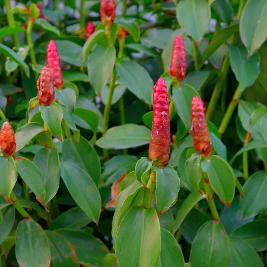 Red Button Ginger (Costus woodsonii) - Ladybird Nursery