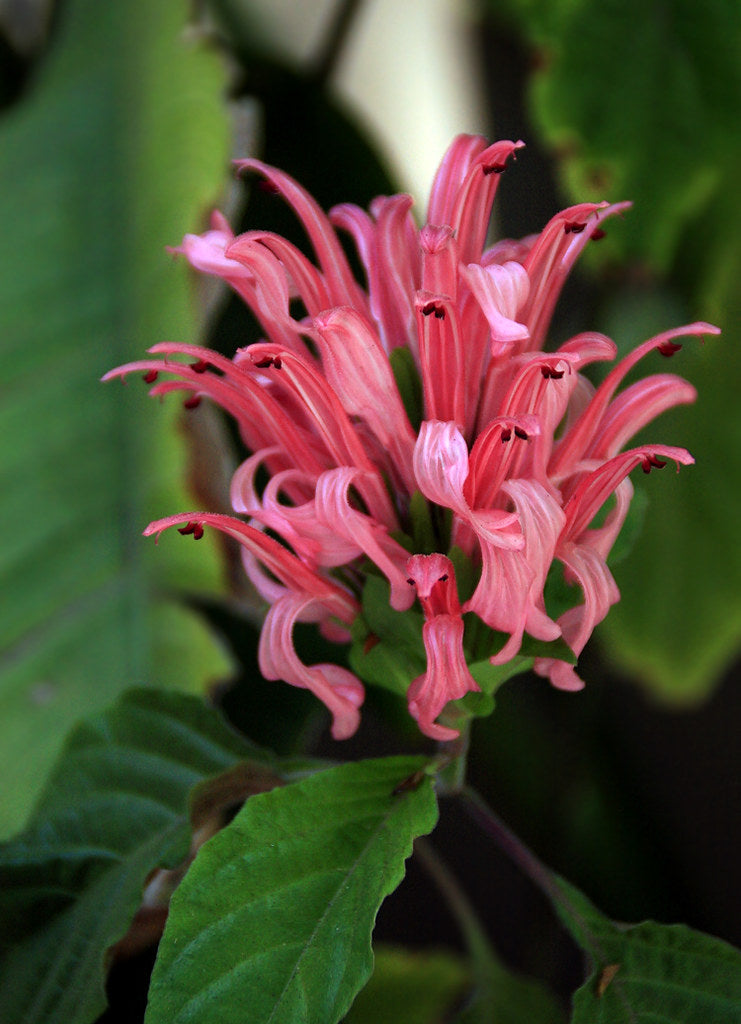Brazilian Plume Flower Rosea (Justicia carnea)