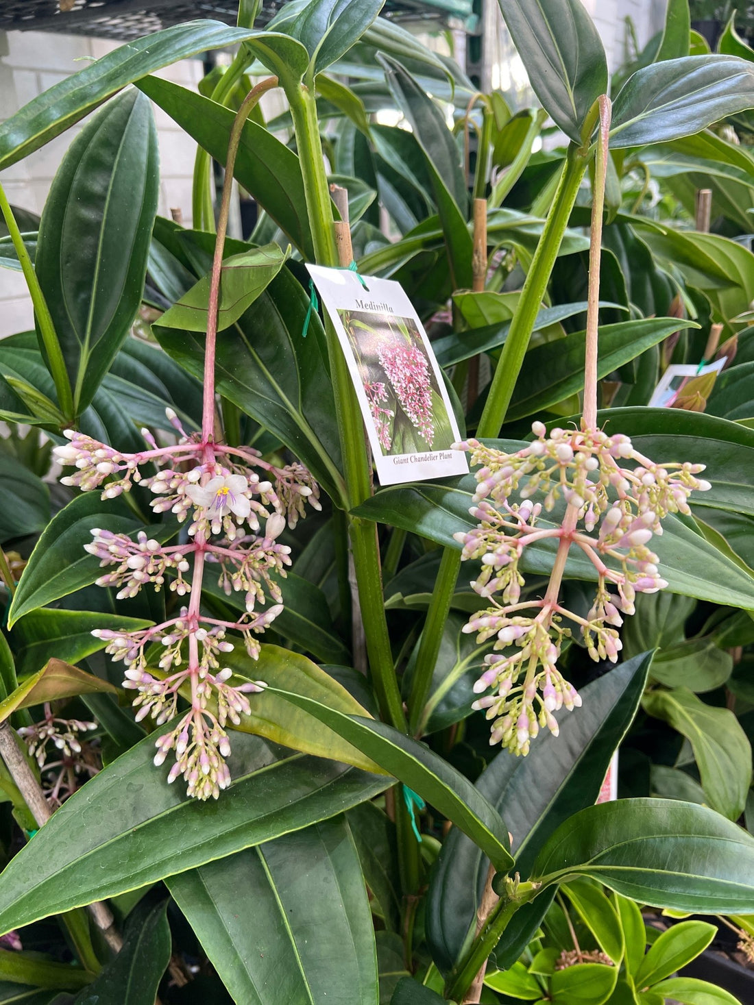 Giant Chandelier Plant (Medinilla dolichophylla x alata) - Ladybird Nursery