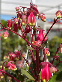 Kalanchoe 'Regal Bells' Hanger - Ladybird Nursery