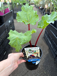 Rhubarb 'Claret Cobbler' (Rheum x hybridum) - Ladybird Nursery
