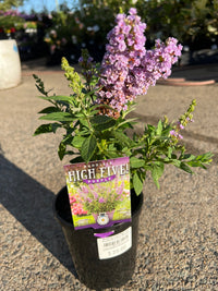 Butterfly Bush ‘High Five Purple’ (Buddleja davidii) - Ladybird Nursery