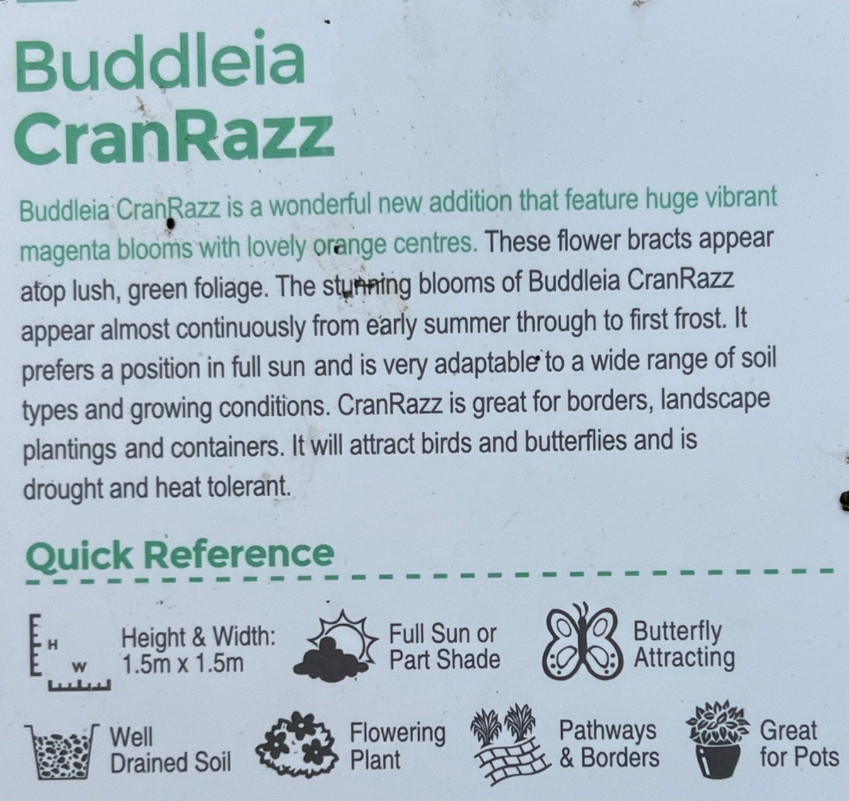 Butterfly Bush 'CranRazz' (Buddleja davidii) - Ladybird Nursery