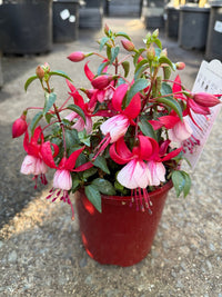 Fuchsia 'Bella Hilda' - Ladybird Nursery